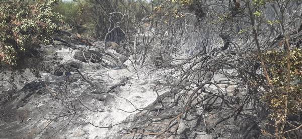 Μεσσηνία: Πυρκαγιά στο Ζευγολατιό - Ευτυχώς σβήστηκε άμεσα