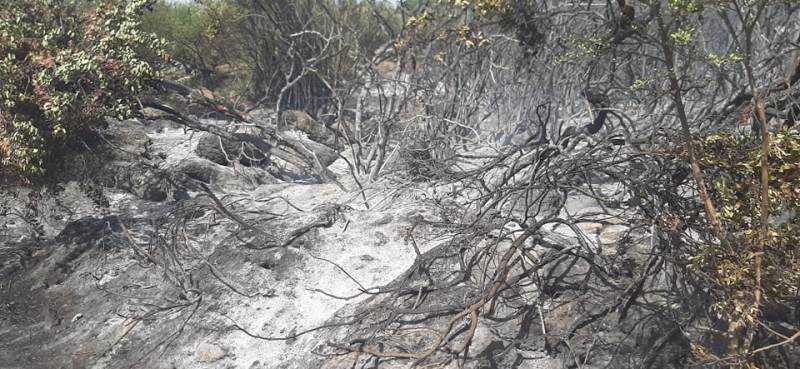 Μεσσηνία: Πυρκαγιά στο Ζευγολατιό - Ευτυχώς σβήστηκε άμεσα