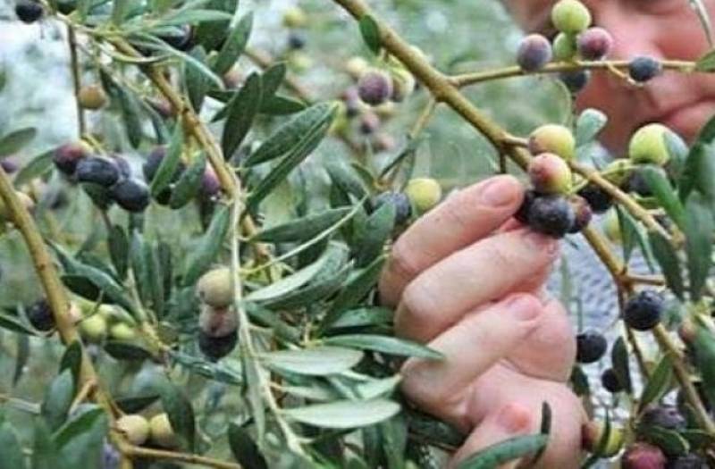 Καλαμάτα: Παράσταση διαμαρτυρίας αγροτών για τη δακοκτονία