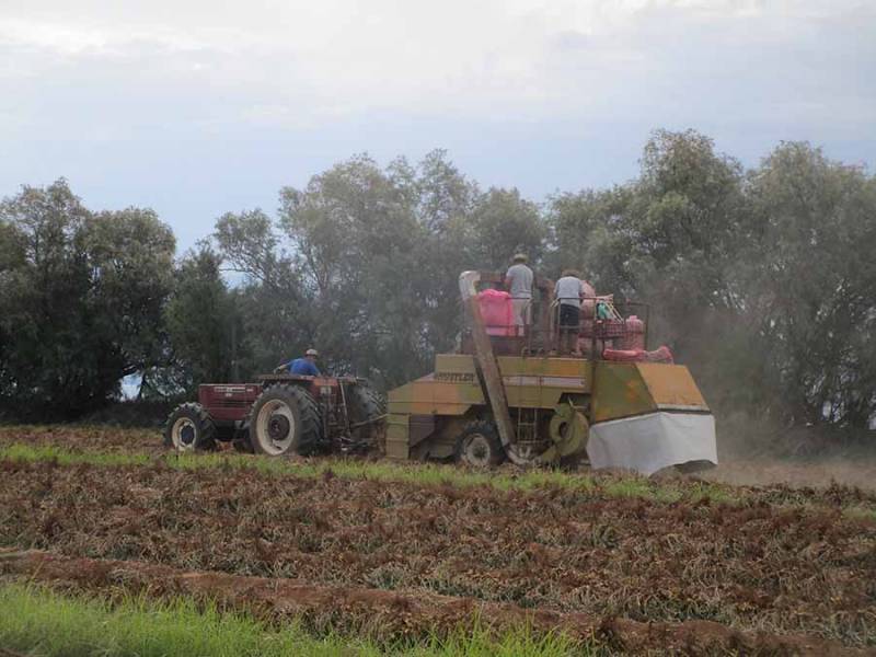 Κακή χρονιά για το φιστίκι σε Καλαμάτα και Μεσσήνη