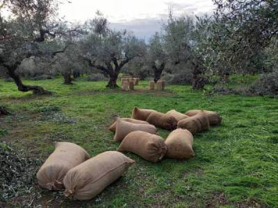Επικήρυξε τους κλέφτες των ελιών στους Γαργαλιάνους