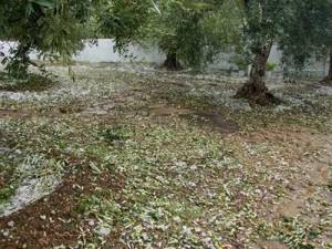 Το χαλάζι "χτύπησε" την ελαιοπαραγωγή