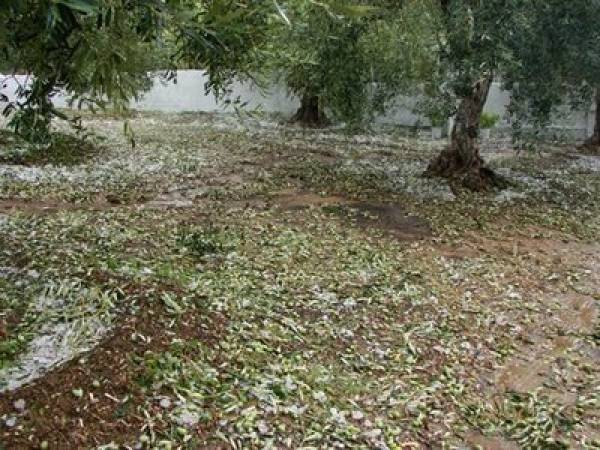 Το χαλάζι "χτύπησε" την ελαιοπαραγωγή
