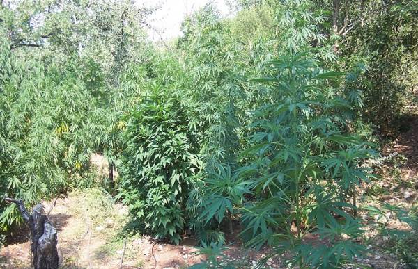 583 χασισόδεντρα σε Ακοβο Μεγαλόπολης και Λυγερεά Ανατολικής Μάνης (φωτογραφίες)