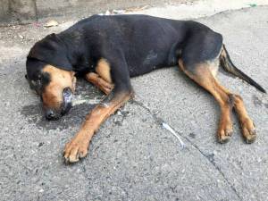 Φόλιασαν κι άλλο σκυλί στους Γαργαλιάνους