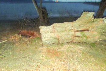 Καρατόμησαν και έκλεψαν αρμυρίκια στην Παραλία