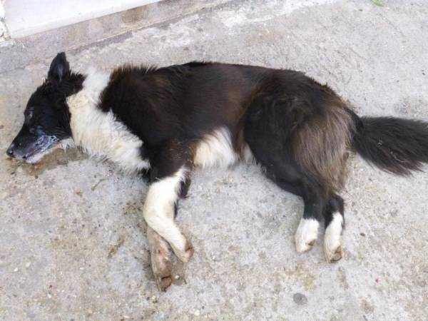 Φόλες στην Κυπαρισσία