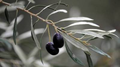 Ημερίδα “Νηλέα” για βιολογική καλλιέργεια ελιάς