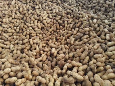 Ποιοτικά αλλά λίγα φέτος τα φιστίκια σε Καλαμάτα και Μεσσήνη - Στα 90 λεπτά η μέση τιμή τους