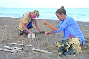 Περισσότερες από 1.000 φωλιές θαλάσσιας χελώνας στον Κυπαρισσιακό