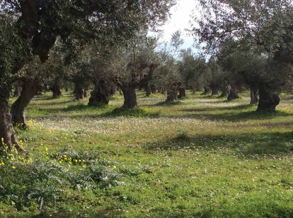 Νέα παρέμβαση Πετράκου για δασικούς χάρτες