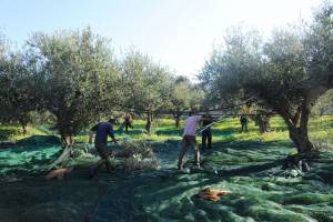 ΟΠΕΚΕΠΕ: "Κανένα πρόβλημα με την εκκαθάριση της επιδότησης"