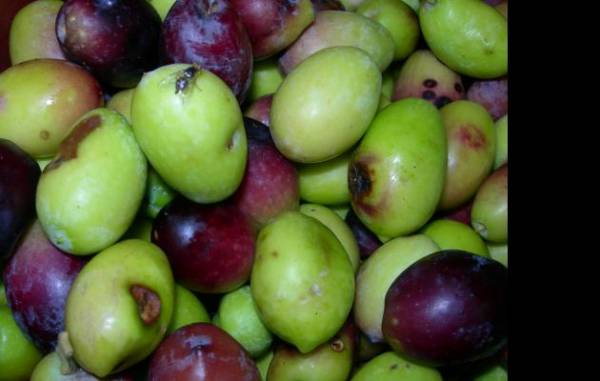 Εντονη αντιπαράθεση αγροτών με Νικολάκου στην Οικονομική Επιτροπή