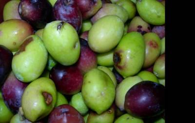 Εντονη αντιπαράθεση αγροτών με Νικολάκου στην Οικονομική Επιτροπή