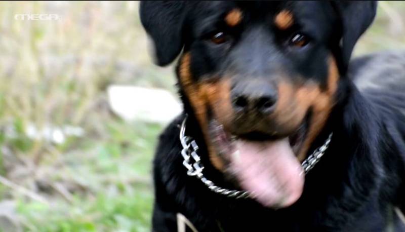 Εύβοια: Στη ΜΕΘ ο 6χρονπος που δαγκώθηκε από ροτβάιλερ (Βίντεο)