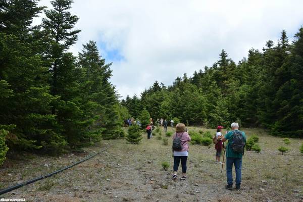 Στο ελατοδάσος της Φαλαισίας εξόρμησε ο Ευκλής