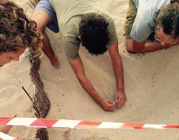Χιλιάδες χελωνάκια στον Κυπαρισσιακό