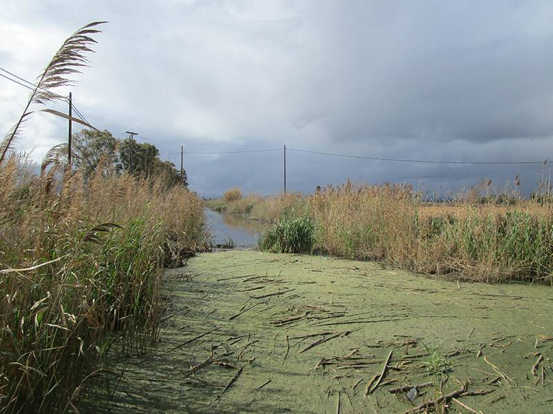 Ζωικά απόβλητα από κτηνοτροφικές μονάδες στη γράνα Μουτελάκη