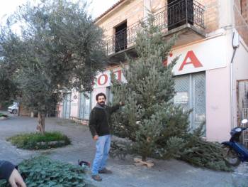 Ελατο Ταϋγέτου για χριστουγεννιάτικο δέντρο