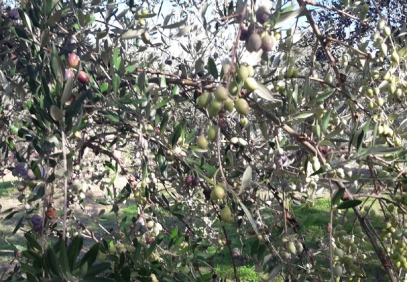 Επιστημονική ημερίδα για την ελαιοκαλλιέργεια στην Καλαμάτα