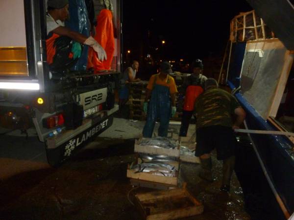 Αλιευτικά ξεφόρτωσαν γαλάζιους τόνους στο λιμάνι της Καλαμάτας