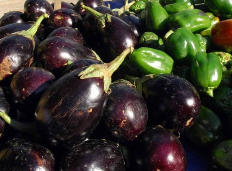 ΔΑΟΚ Τριφυλίας: Προειδοποίηση για ιό σε θερμοκηπιακές μελιτζάνες