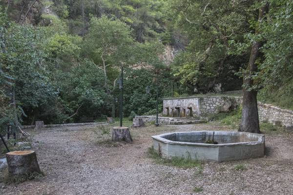 Αρρώστεια σκοτώνει τα πλατάνια της Μέλπειας (βίντεο - φωτογραφίες)