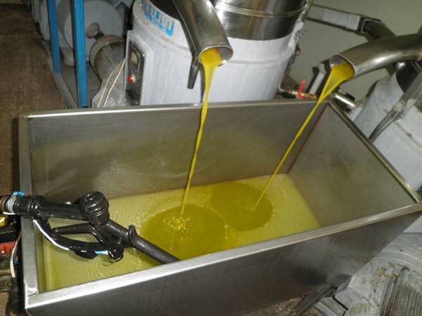 Αυξάνει η τιμή του ελαιολάδου