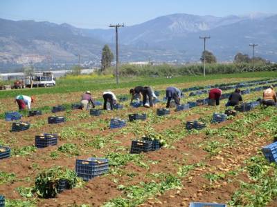 Η αύξηση του ΦΠΑ ανέβασε το κόστος παραγωγής: 60 λεπτά οι ανοιξιάτικες πατάτες του Μπουρνιά