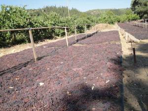 Δευτέρα ή Τρίτη η τιμή της σταφίδας