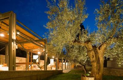 Εργαστήρι στη Σπάρτη: "Εξημερώνοντας την αγριελιά"