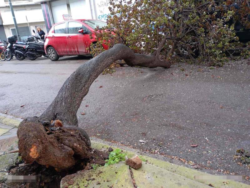 Δέντρο έπεσε στον δρόμο στο κέντρο της Καλαμάτας