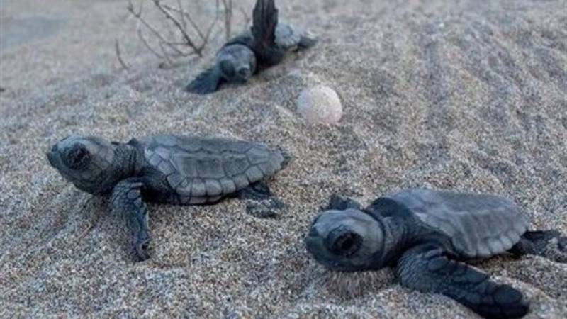 Τα καλοκαιρινά προγράμματα του Συλλόγου &quot;Αρχέλων&quot;