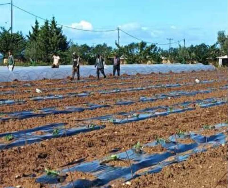 Ξεκίνησαν οι φυτεύσεις καρπουζιών στην Τριφυλία