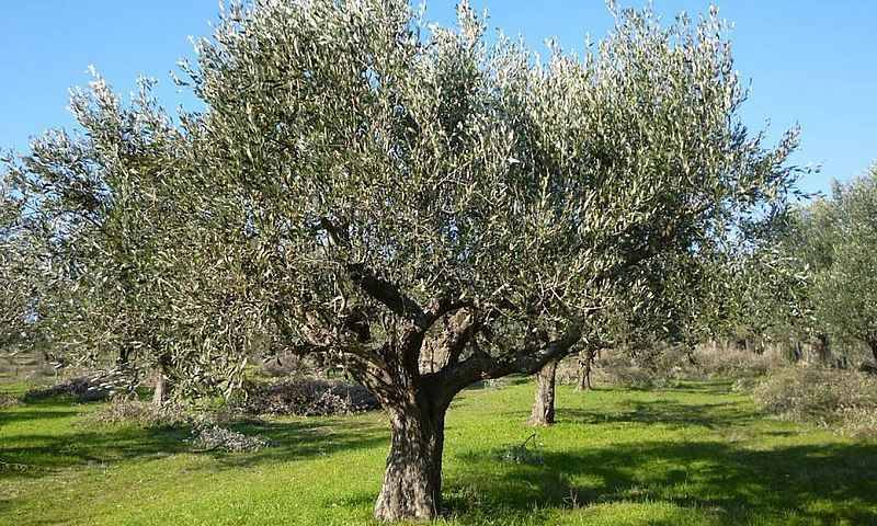 Σε Κρεμμύδια και Δολούς οι ψεκασμοί δακοκτονίας της Τρίτης