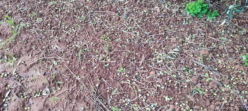 Ανησυχία ελαιοπαραγωγών για ζημιές από τους ισχυρούς ανέμους