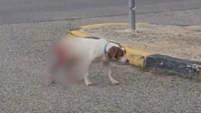 Ηλεία: 1.500 ευρώ αμοιβή για τον εντοπισμό του βασανιστή του σκύλου – Εντοπίστηκε ο ιδιοκτήτης του ζώου