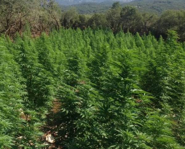 Αρκαδία: Μία σύλληψη για 496 χασισόδενδρα σε δάσος της Γορτυνίας