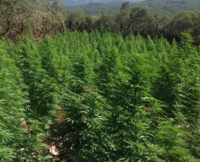 Αρκαδία: Μία σύλληψη για 496 χασισόδενδρα σε δάσος της Γορτυνίας