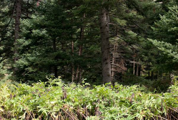 Εκδήλωση στο Ορειβατικό Καταφύγιο Μαινάλου