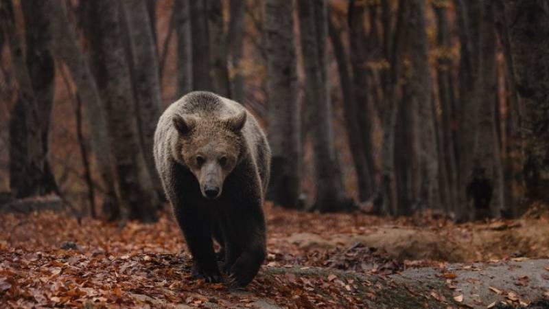 "Ξύπνησαν" οι αρκούδες στο Νυμφαίο - Ανοίγει το Κέντρο Προστασίας Αρκούδας
