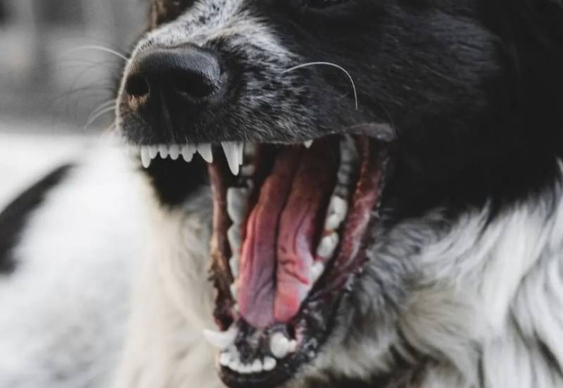 Διαμαρτυρία για επιθετικά σκυλιά