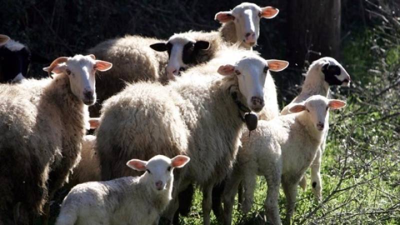 Παράνομη μεταφορά ζώων οδήγησε σε σύλληψη πατέρα και γιου στη Σίνδο