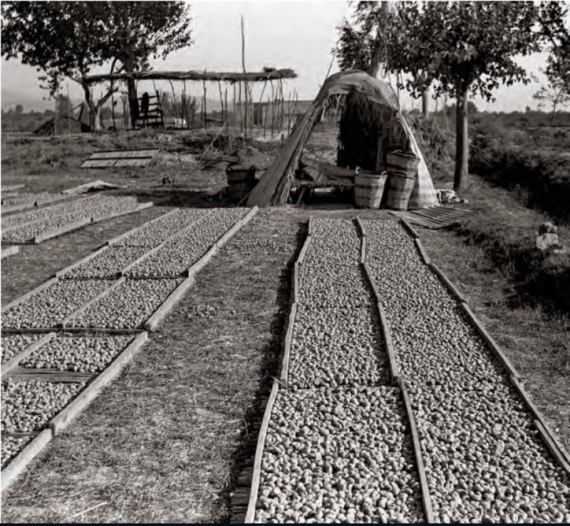 Τα σύκα απλωμένα