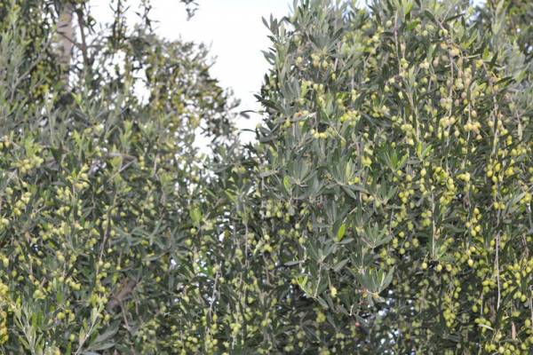 Ψεκασμοί για δάκο σε Φιλιατρά και Γαργαλιάνους