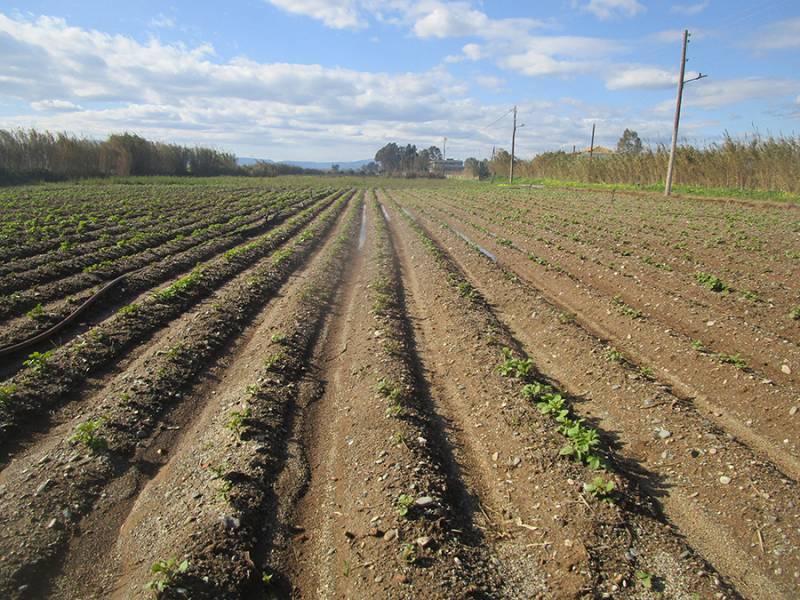 Καλαμάτα: Μάχη προστασίας της πατάτας από τον πάγο στον Μπουρνιά