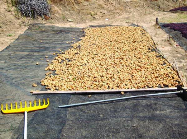 Καλή μέχρι τώρα η χρονιά για τα σύκα