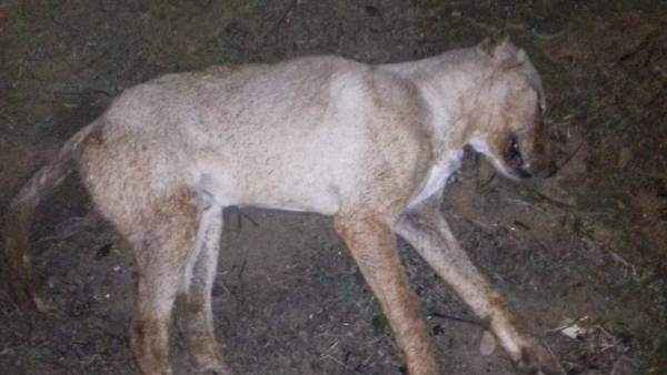 Θερίζουν οι φόλες τις τελευταίες ημέρες στη Μεσσηνία