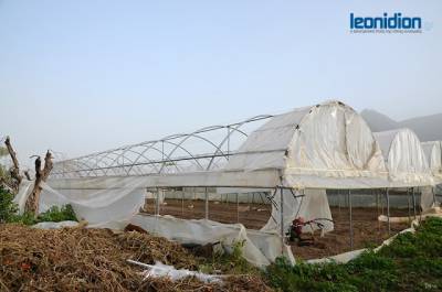 Μεγάλες ζημιές σε καλλιέργειες στον κάμπο του Λεωνιδίου (βίντεο)