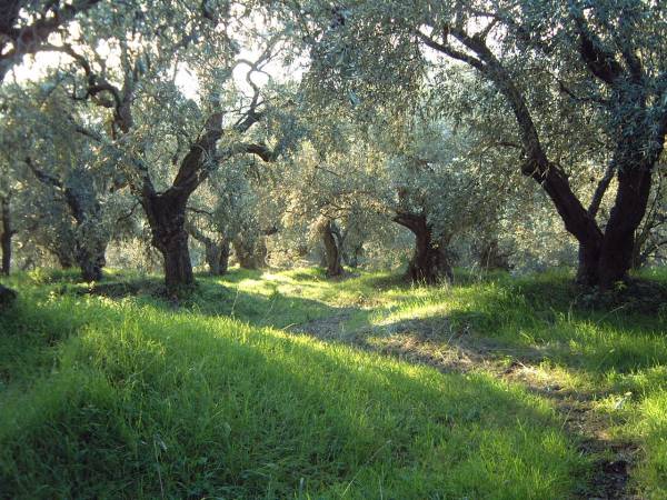 Επί τάπητος: Εθνικό σχέδιο για το ελαιόλαδο